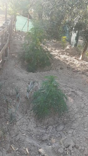Manisa ili Akhisar İlçesinde Akhisar İlçe Jandarma Komutanlığı JASAT timi tarafından yapılan istihbari çalışmalar neticesinde 16.06.2022 günü Selçikli, Sarılar ve Ballıca Mahallelerinde U.P (E/35)’in salatalık serası içerisinde, B.B(E/1991)‘nin evinin bahçesinde ve ormanlık alanda toplam 100 kök kenevir bitkisi yetiştirildiği tespit edilerek el konulmuştur. C.Savcısından alınan talimat doğrultusunda  Şüphelilerin kan ve idrar örnekleri aldırılmış, Olayla ilgili tahkikata başlanılmıştır.