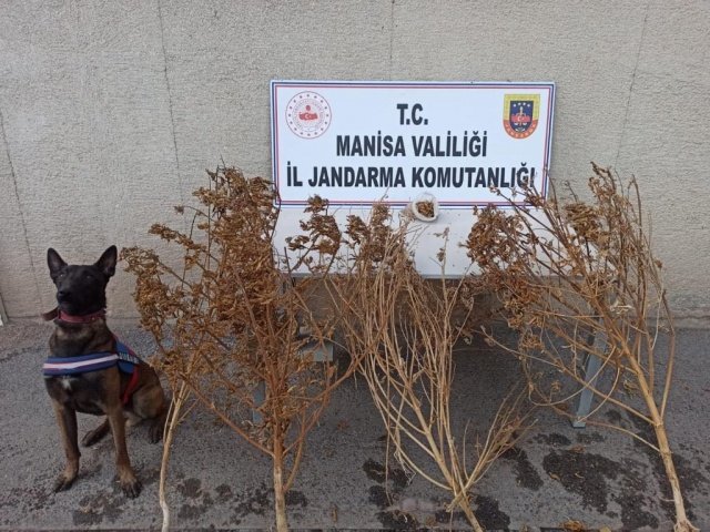 Manisa ili Akhisar ilçesinde Akhisar İlçe Jandarma Komutanlığı JASAT Timi tarafından yapılan istihbari çalışma sonucu; Manisa  İl Jandarma Komutanlığı Narkotik köpek timi ve JASAT timlerinin desteği ile şüpheli G.A. isimli şahsa ait arsada 18.10.2022 tarihinde saat 18:00 sıralarında yapılan aramada toprağa gömülü vaziyette 1 kilo 650 gr. kubar esrar tespit edilerek el konulmuş, şüpheli G.A.’yı yakalama çalışmaları devam etmektedir. Ayrıca R.T(E/33) ve M.Ş.S(E/35) isimli şahısların kullanmış olduğu araç içerisinde yapılan aramada, 1 adet camdan yapılmış uyuşturucu kullanma aparatı bong malzemesi,  4 kök kubar esrar tespit edilerek el konulmuştur. Şüpheli şahıslar yakalanmış olup, olayla ilgili tahkikata başlanılmıştır.