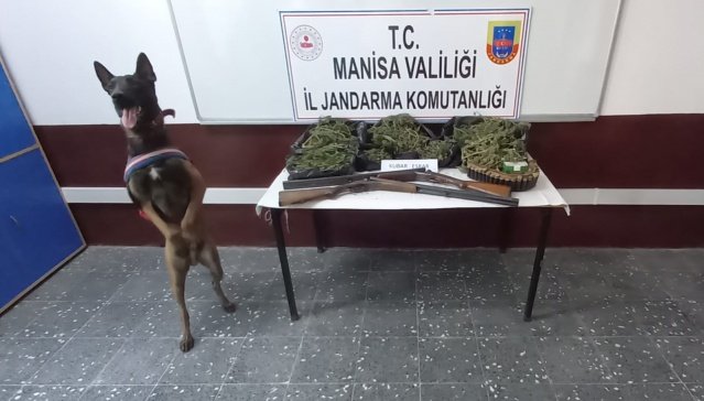 Konu-2 Manisa İli Kırkağaç İlçesi İlyaslar Mahallesinde S.A.B. (1993/E) isimli şahsın ikametinde, 23.09.2022 günü saat:16.30 sıralarında Manisa İl Jandarma Komutanlığı KOM Şube Müdürlüğü, Narkotik köpek timi ve Kırkağaç İlçe Jandarma Komutanlığı ekiplerince yapılan aramada; 2.200 Gram Kubar Esrar, 1 adet saksıda ekili hint keneviri ve 2 adet ruhsatsız av tüfeği ele geçirilmiş olup, Şüpheli şahıs adli makamlara sevk edilmek üzere gözaltına alınmıştır.