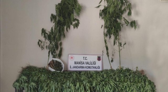 Manisa İli, Alaşehir ilçesi,  Kestanederesi Mahallesi, Kocakaya Mevkiinde 18.09.2021 günü saat:15.00 sıralarında Manisa İl Jandarma Komutanlığı İstihbarat Şube Müdürlüğü,  Kaçakçılık ve Organize Suçlarla Mücadele Şube Müdürlüğü, Alaşehir İlçe Jandarma Komutanlığı JASAT Timi ve Merkez Jandarma Karakol Komutanlığı ekiplerince yürütülen müşterek istihbari çalışmalar neticesinde kenevir bitkisi yetiştirildiği bilgisi alınmıştır. Müşterek Görev Kuvveti marifetiyle  yapılan aramada; boyları 30 cm ile 150 cm arasında değişen toplam (432) kök kenevir bitkisi ile yaklaşık (8,5) kg. kubar esrar maddesi ele geçirilmiştir. Olayla ilgili olarak M.A. (Erkek 1969 D.lu)  isimli şahıs yakalanmış olup, 19.09.2021 günü Adli mercilere sevk edilmek üzere gözaltına alınmıştır.