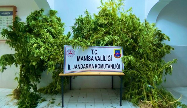 Manisa İli Kırkağaç İlçesi Karakurt Mahallesinde Kırkağaç İlçe Jandarma Komutanlığı ve Manisa İl Jandarma Komutanlığı İstihbarat Şube Müdürlüğü ekiplerince  yapılan istihbari çalışmalar neticesinde; kenevir bitkisi yetiştirdiği tespit edilen şahısların ev ve bahçelerinde 23.09.2021 günü saat.15.30 sıralarında Adli merciilerden alınan arama kararıyla Kırkağaç İlçe Jandarma Komutanlığı ve Manisa İl Jandarma Komutanlığı İstihbarat Şube Müdürlüğü desteğiyle yapılan arama sonucunda:
1- H.İ.T. (E-69) bahçesinde 4 kök
2- N.B. (E-74), bahçesinde 8 kök
3- T.D. (K-47), bahçesinde 16 kök
4- H.İ.T. (E-70) bahçesinde 9 kök
5- N.Ö. (E-76) bahçesinde 6 kök, olmak üzere 5 (beş) şüphelinin bahçesinde toplam 43 kök yasadışı kenevir bitkisi ele geçirilmiştir. Şüpheli şahıslar  ifadelerinin alınmasının ardından  serbest bırakılacaktır.