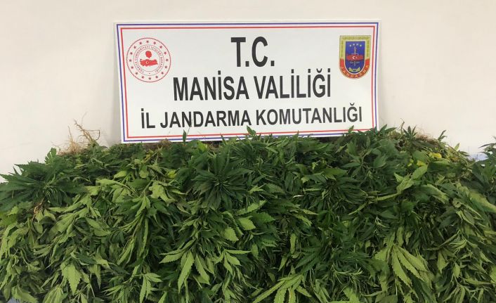 Jandarma bu işin üstüne gitmeye devam ediyor! 420 kök kenevir ele geçirildi, 1 kişi gözaltına alındı
