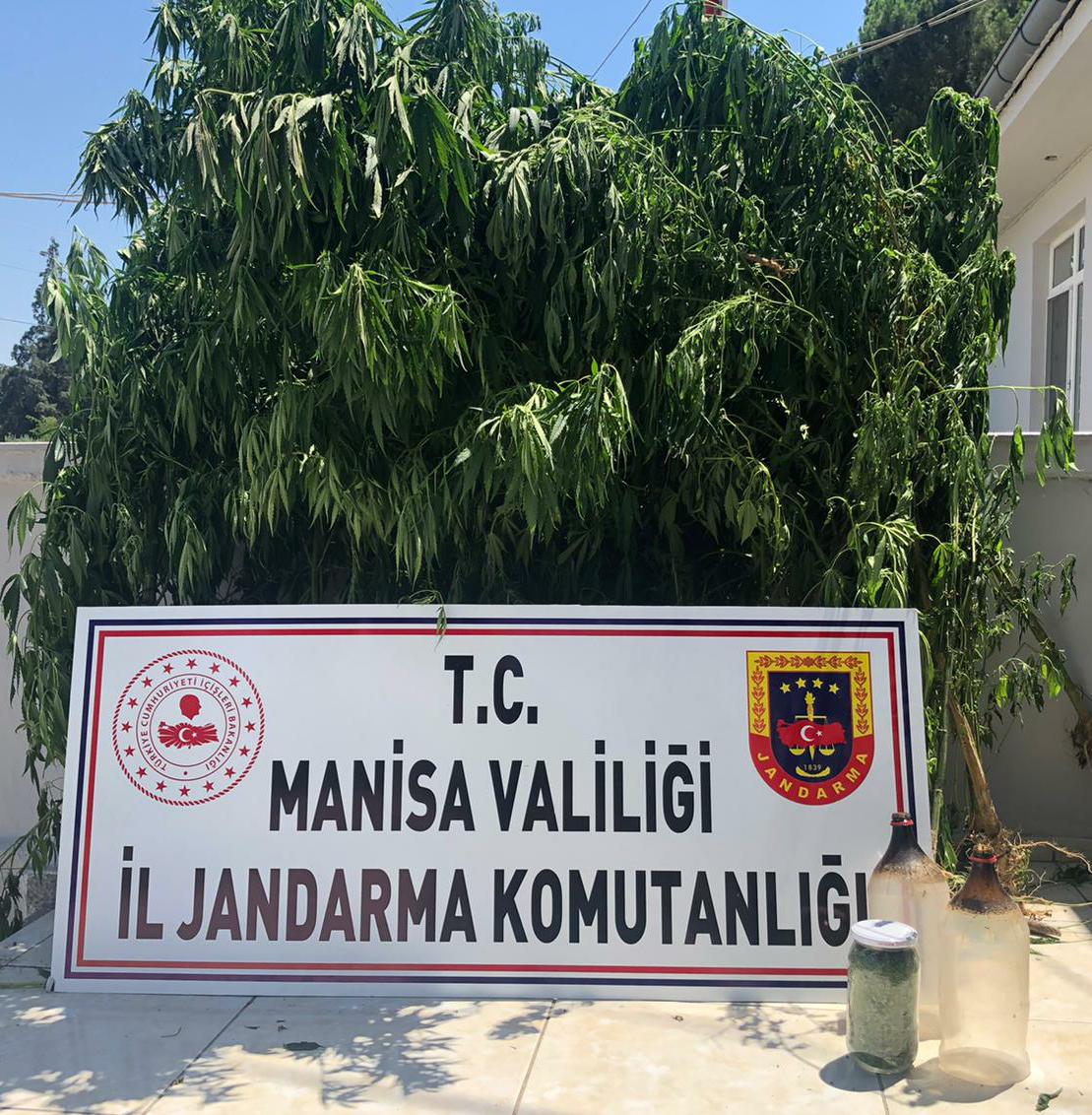 73 kök hint keneviri ve 278 gram Kubar Esrar Ele Geçirildi