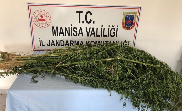 23 Kök Kenevir Bitkisine El Konuldu, 1 Kişi Gözaltına Alındı