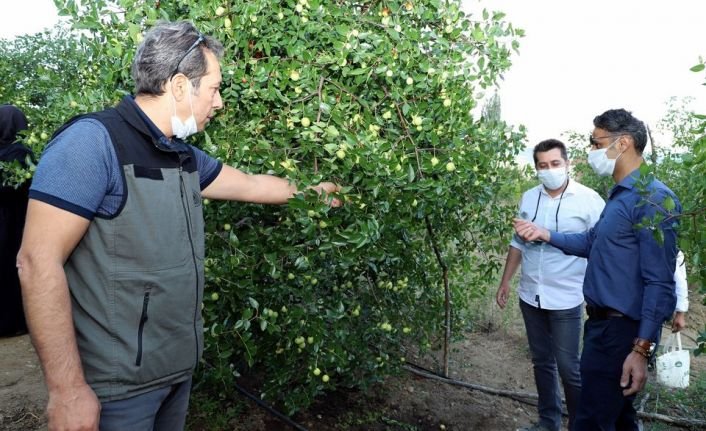 Demirci Kaymakamı Kaya "Egzotik Meyve" Hünnap Hasadına Katıldı