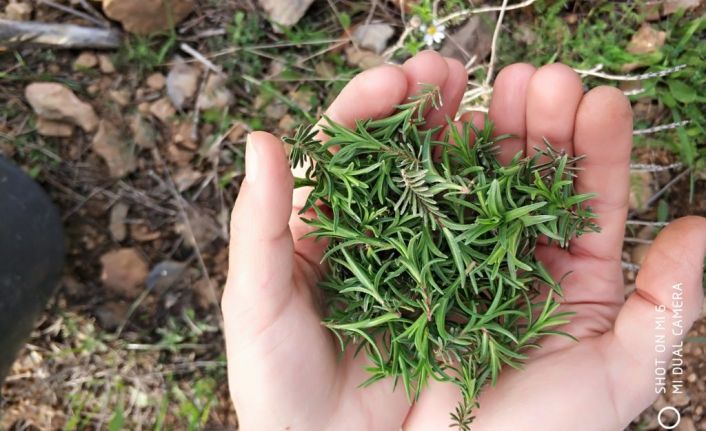 Virüsün ilacı meğer gözümüzün önündeymiş! İçinde bulunan "karvakrol" isimli maddenin korona virüse karşı koruyucu olduğu iddia edildi