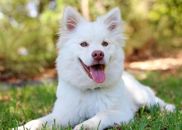 Bu da oldu! Doktora ‘Köpeğe İlaç Yazmadığı İçin’ Soruşturma Açıldı!