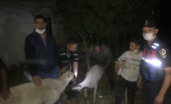 Koyun hırsızları ,hayvanların 2 tanesini silahla infaz etti, dereye attı