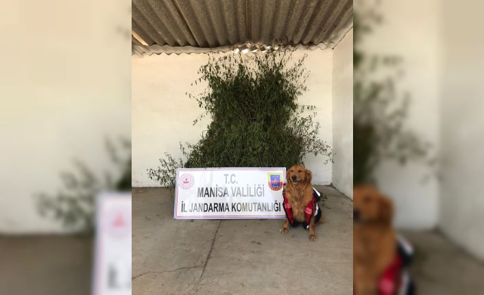Operasyona Demirci Jandarması da katıldı! 496 kök kenevir bitkisi ele geçirildi