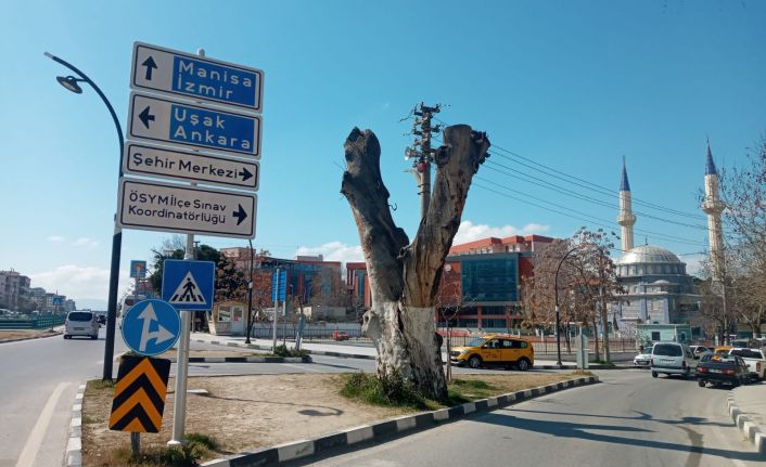 Ağaçlar ayakta ölür sözü doğru çıktı, asırlık çınarın içi çürüdü