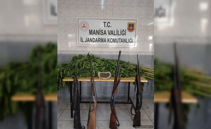 Bağ evine uyuşturucu baskını! Kaçak ekilmiş kenevir ele geçirildi