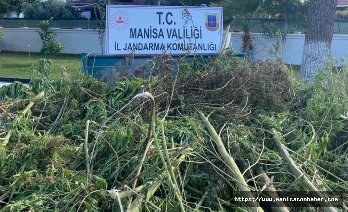 Dere yatağına ekilen kenevirlere el konuldu