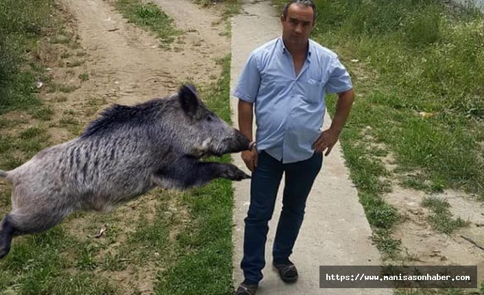 Mezar ziyareti sırasında yaban domuzlarının saldırısına uğradı hayatını kaybetti