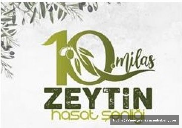 Milas'ta zeytin hasat şenliği için geri sayım başladı