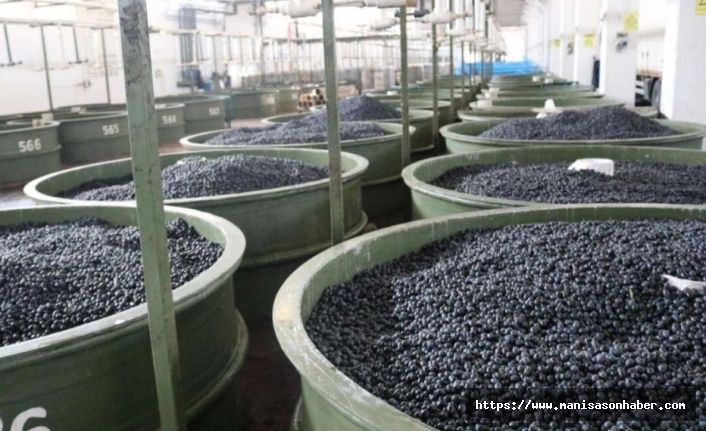 Marmarabirlik’ten zeytinci ortağa 5'inci  dilim ödeme... 200 milyon TL daha hesaplara yatıyor