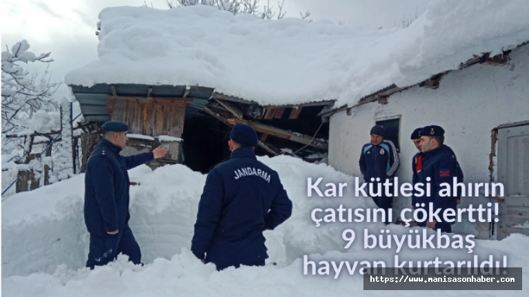 Kar kütlesi ahırın çatısını çökertti! 9 büyükbaş hayvan kurtarıldı!