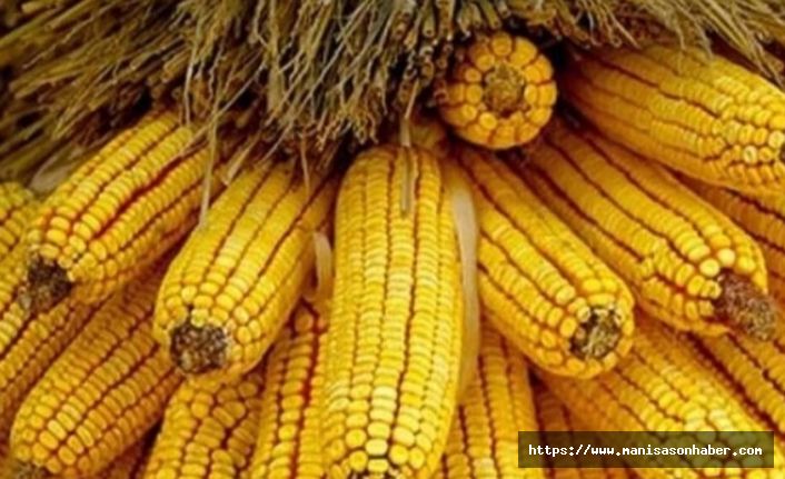 Mısır ithalatında yeni dönem... 1 milyon ton için Gümrük Vergisi sıfırlandı