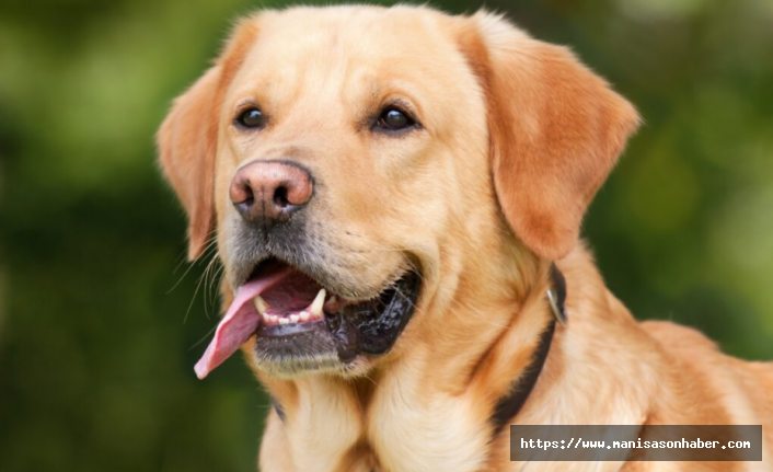 Evcil Hayvanlarda Kene Tehlikesine Dikkat! Uzmanlardan Uyarı: “Köpeklerinizi Gezdirirken Önlem Alın”
