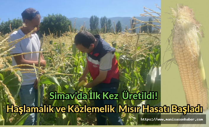 Simav’da İlk Kez  Üretildi! Haşlamalık ve Közlemelik  Mısır Hasatı Başladı