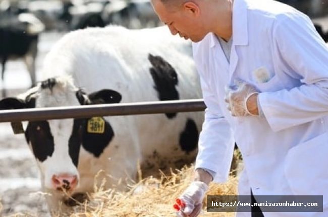 Veteriner Harcamaları Rekor Kırdı: Tarım Girdi Maliyetlerinde Büyük Artış