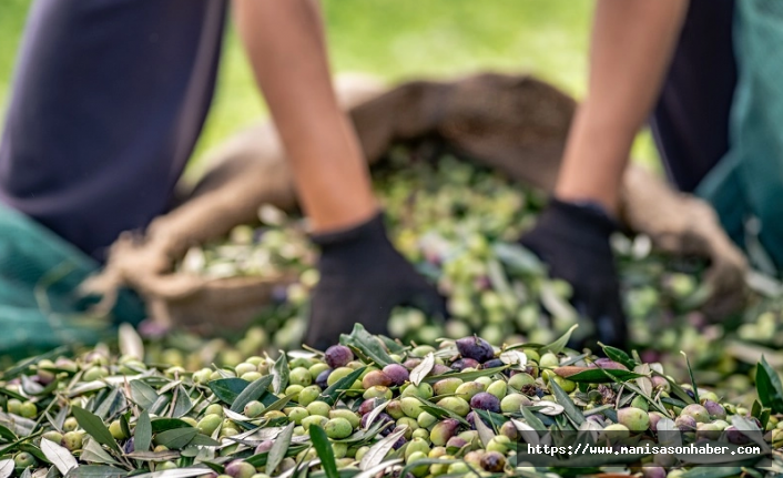 Sofralık zeytin ihracatında 255 milyon dolarlık tarihi rekor