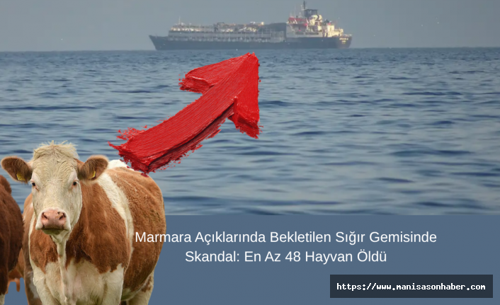 Marmara Açıklarında Bekletilen Sığır Gemisinde Skandal: En Az 48 Hayvan Öldü