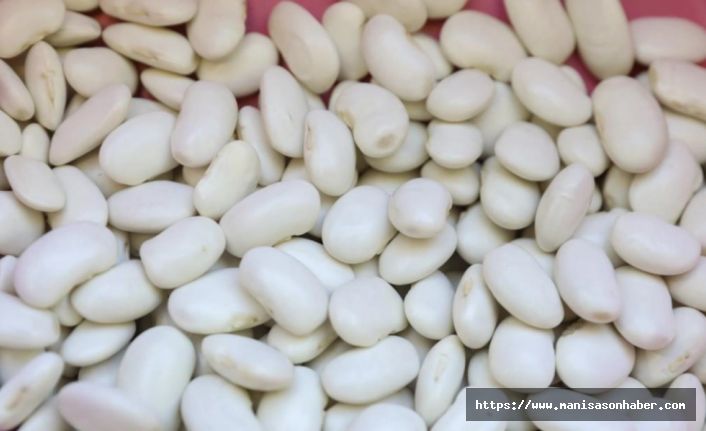 Mersin’de Yerel Tohum Seferberliği: Leklek Fasulyesi Yeniden Toprakla Buluştu