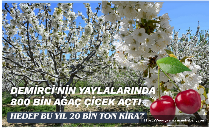 Demirci'nin Yaylalarında 800 Bin Ağaç Çiçek Açtı!  Hedef bu yıl 20 bin ton kiraz