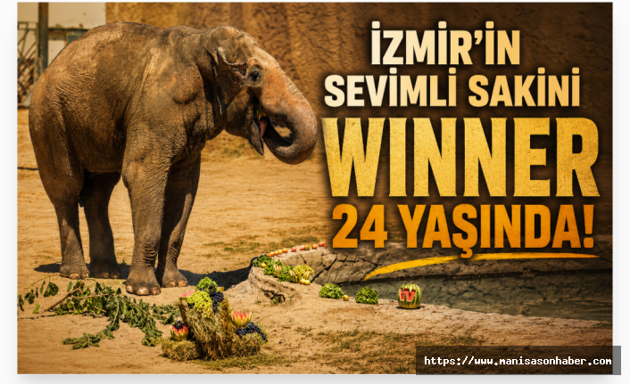 İzmir’in Sevimli Sakini Winner 24 Yaşında: 6 Tonluk File Özel Doğum Günü Bakımı