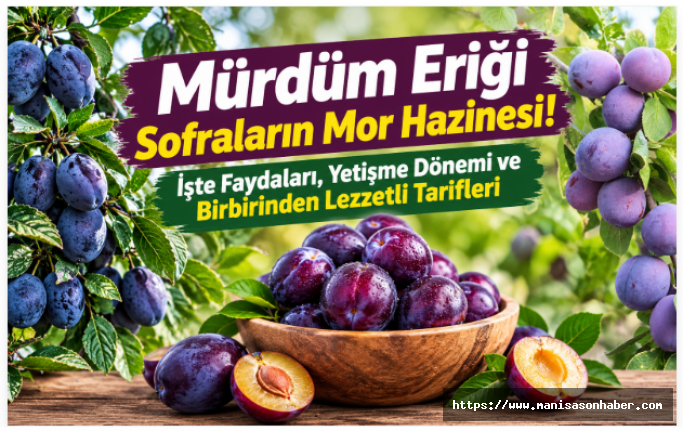 Mürdüm Eriği Sofraların Mor Hazinesi! İşte Faydaları, Yetişme Dönemi ve Birbirinden Lezzetli Tarifleri