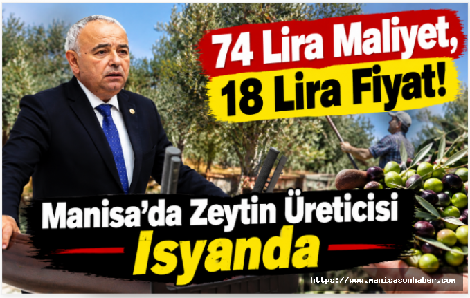 74 Lira Maliyet, 18 Lira Fiyat! Manisa’da Zeytin Üreticisi İsyanda