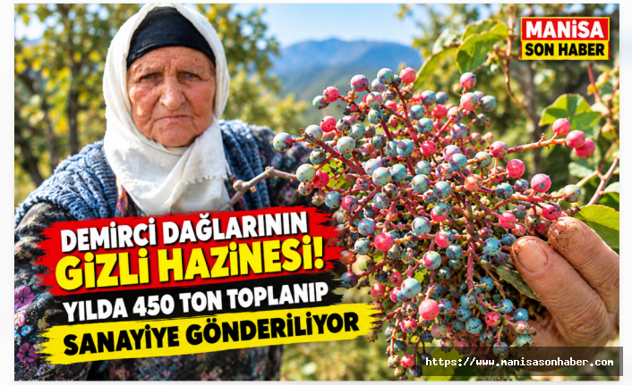 DEMİRCİ DAĞLARININ GİZLİ HAZİNESİ! YILDA 450 TON TOPLANIP SANAYİYE GÖNDERİLİYOR