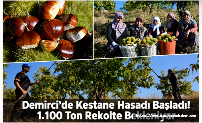 Demirci’de Kestane Hasadı Başladı! 1.100 Ton Rekolte Bekleniyor