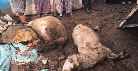 Gördes'te görülen toplu hayvan ölümleri yetkilileri alarma geçirdi