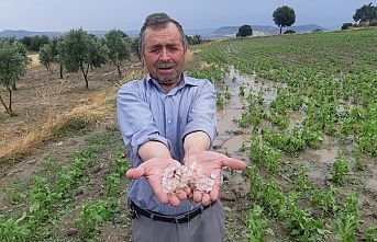 Selendi'de dolu üreticiden önce tütünleri kırdı
