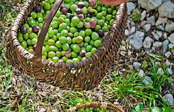 Zeytin kalitesi giderek artıyor