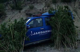 Demirci Jandarmasından Hint Keneviri Operasyonu