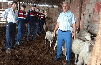 Çalınan koyunları Jandarma buldu