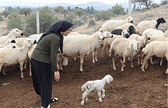 Çiftçilere Yılbaşı Piyangosu Vurdu