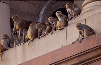 Maymunlar Kafeslerinde Yanarak Telef Oldu