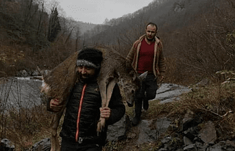 Yaralı Karacayı Sırtında Taşıdı