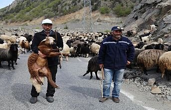 Yaylalara Göç Yolculuğu Başladı