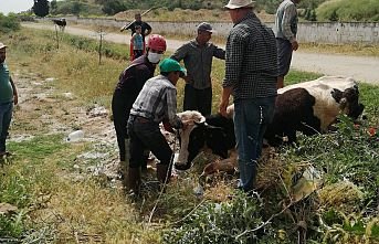 Sulama Kanalına Düşen İneği İtfaiye Ekipleri Kurtardı