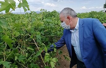 Çiftçi Milletvekili Dolu Vuran Bağları İnceledi