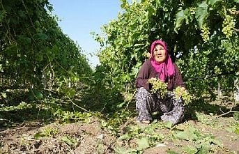 Dolu yağışı bağları ve kiraz bahçelerini vurdu