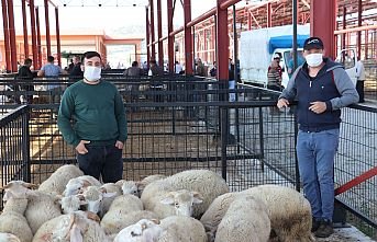 Kula’da Hayvan Pazarı, Tedbirlerle Yeniden Açıldı
