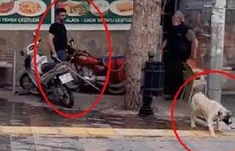 SON DAKİKA ! Sokak Köpeğini Fırça Sapıyla Döven Şahıs Gözaltına Alındı