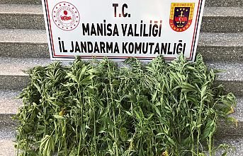 Drone Takibiyle Kenevir Ele Geçirildi
