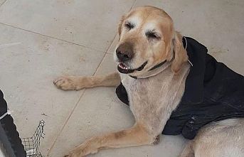 Köpeğe tecavüz eden 60 yaşındaki erkek gözaltına alındı