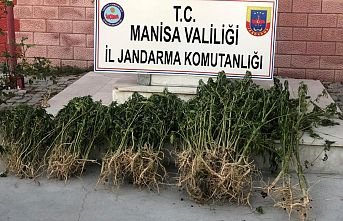 732 kök kenevir bitkisine el konuldu